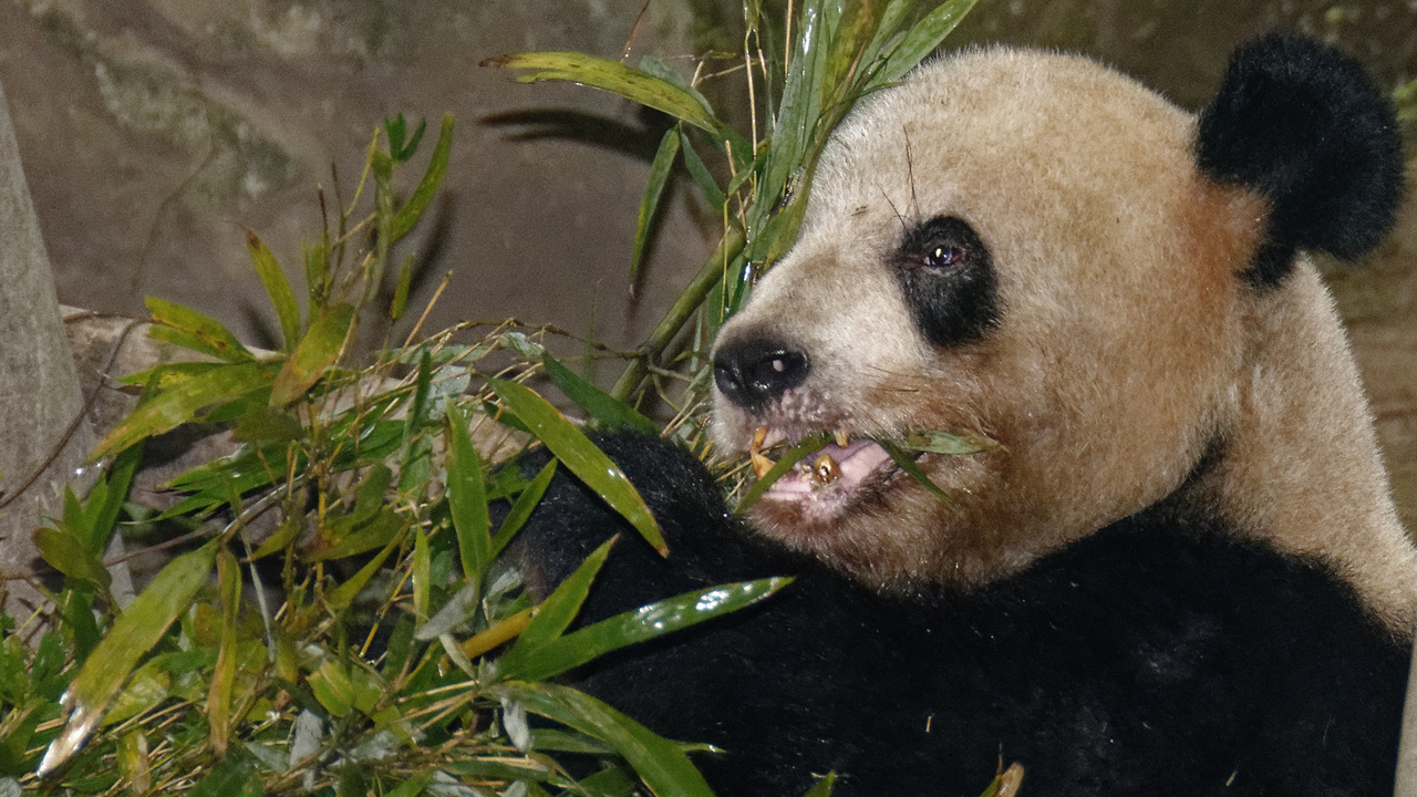20161106 143849•Zoo Pandas•Jiulongpo District•Chongqing•China